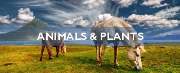 Quick Facts - Animals & Plants