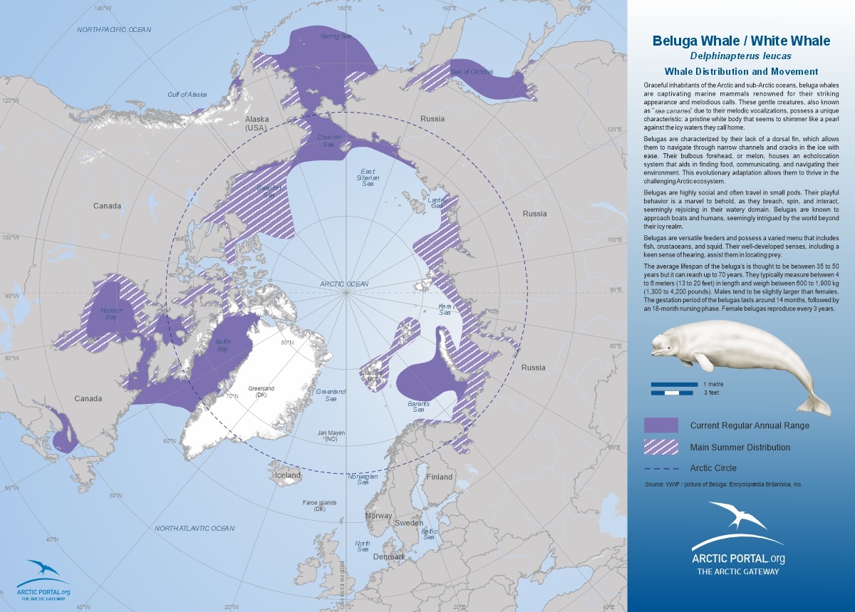 Map: Beluga Whale Distribution and Movement
