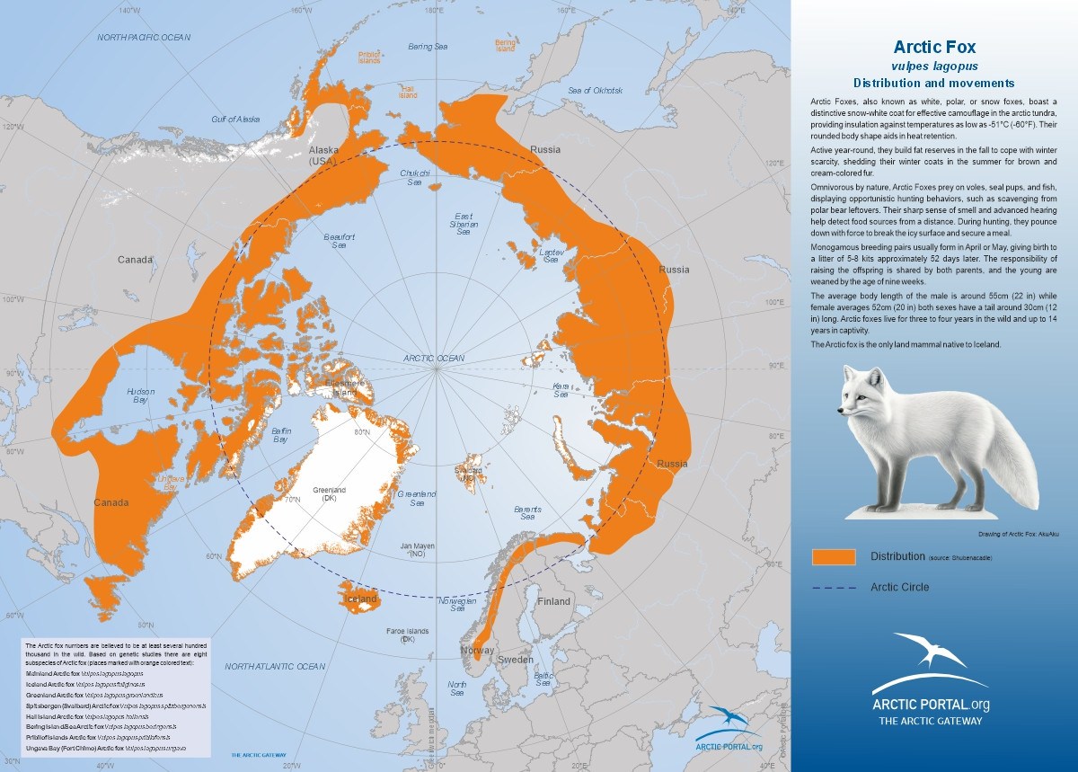 Arctic Portal Map: Arctic Fox distribution and movement