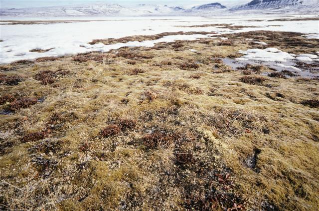 Arctic landscape