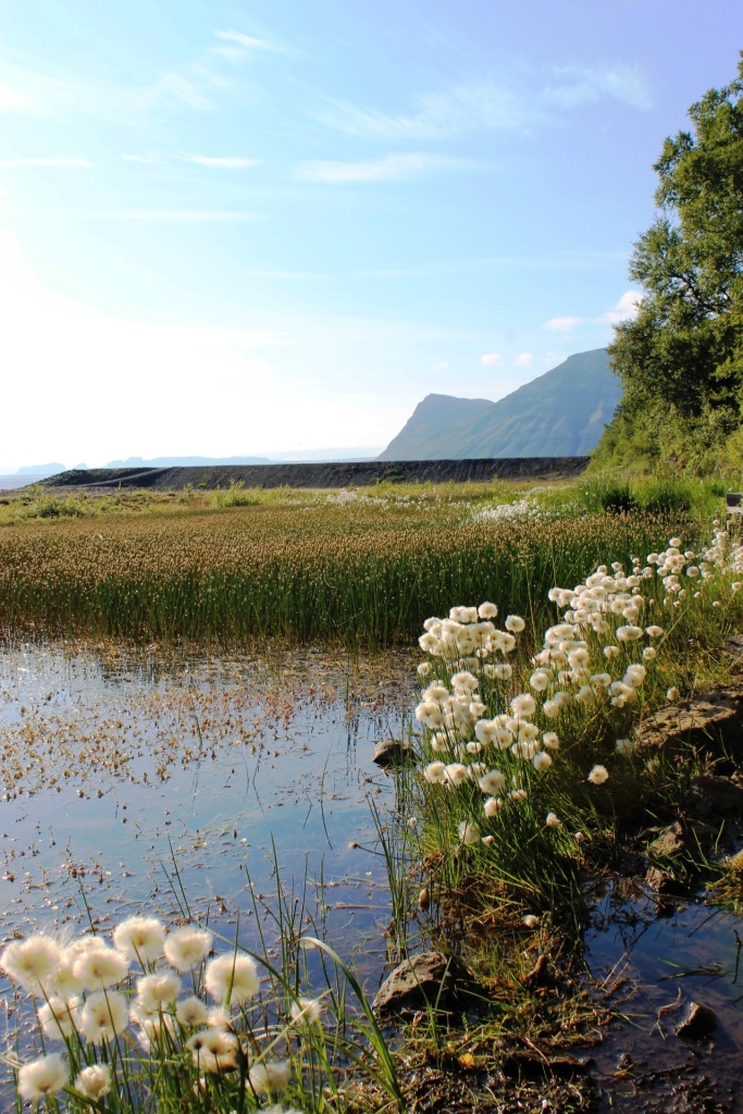 Summer in Southern Iceland