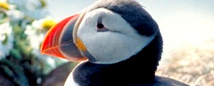 Puffin