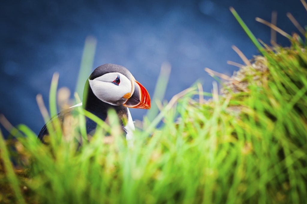 Puffin