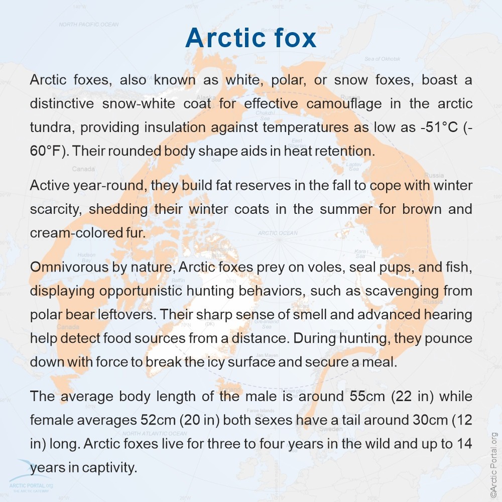 Arctic Fox (Vulpes Lagopus) - About