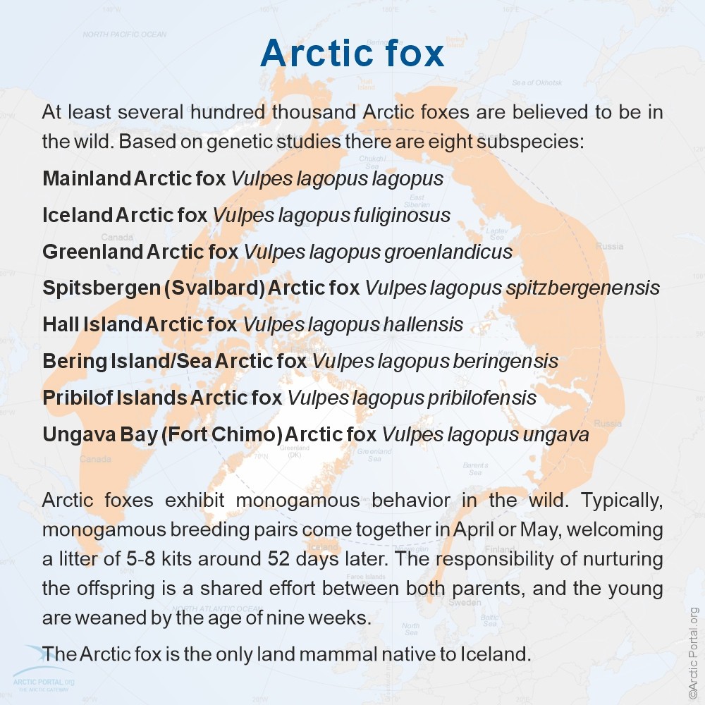 Arctic Fox (Vulpes Lagopus) - Subspecies