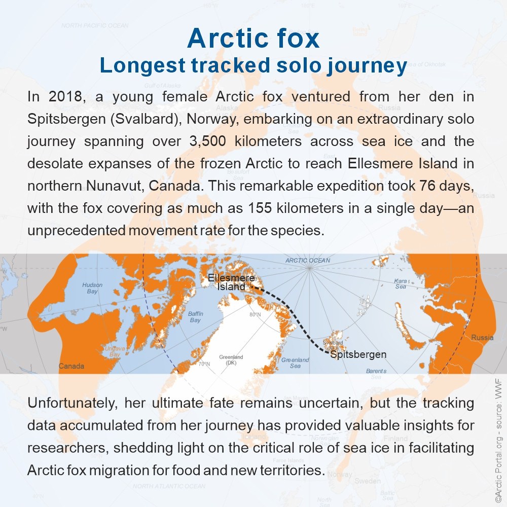 Arctic Fox (Vulpes Lagopus) - Longest Solo Journey