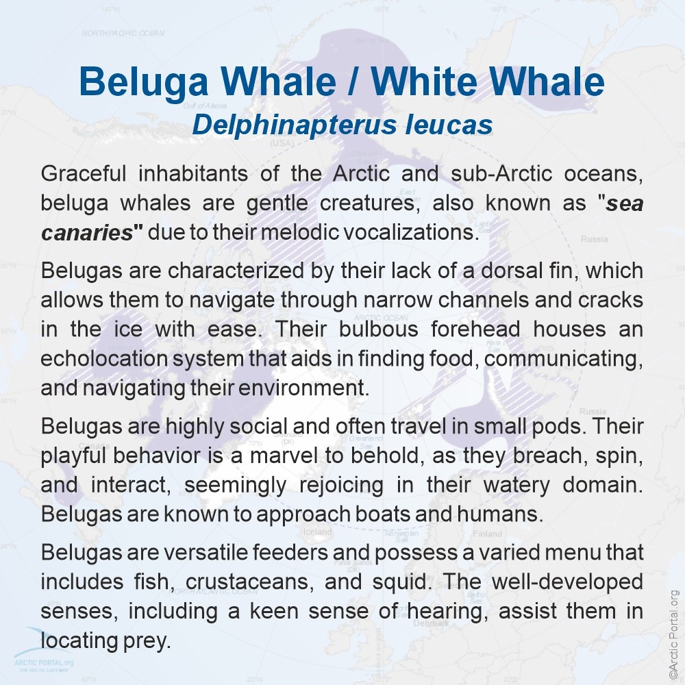 Beluga Whale - About