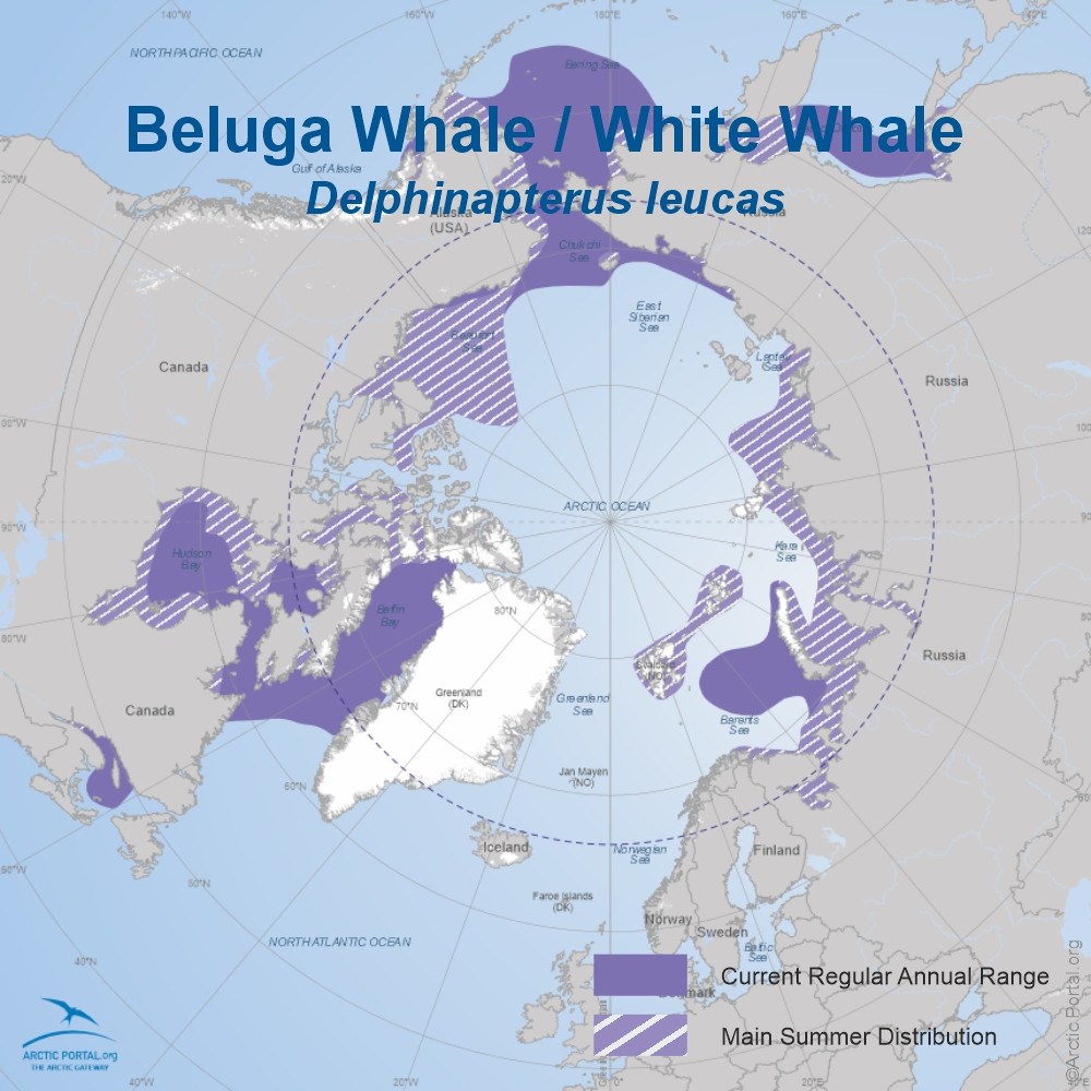 Beluga Whale - World Map