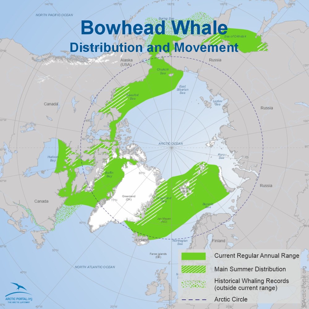 Bowhead Whale map distribution quick facts