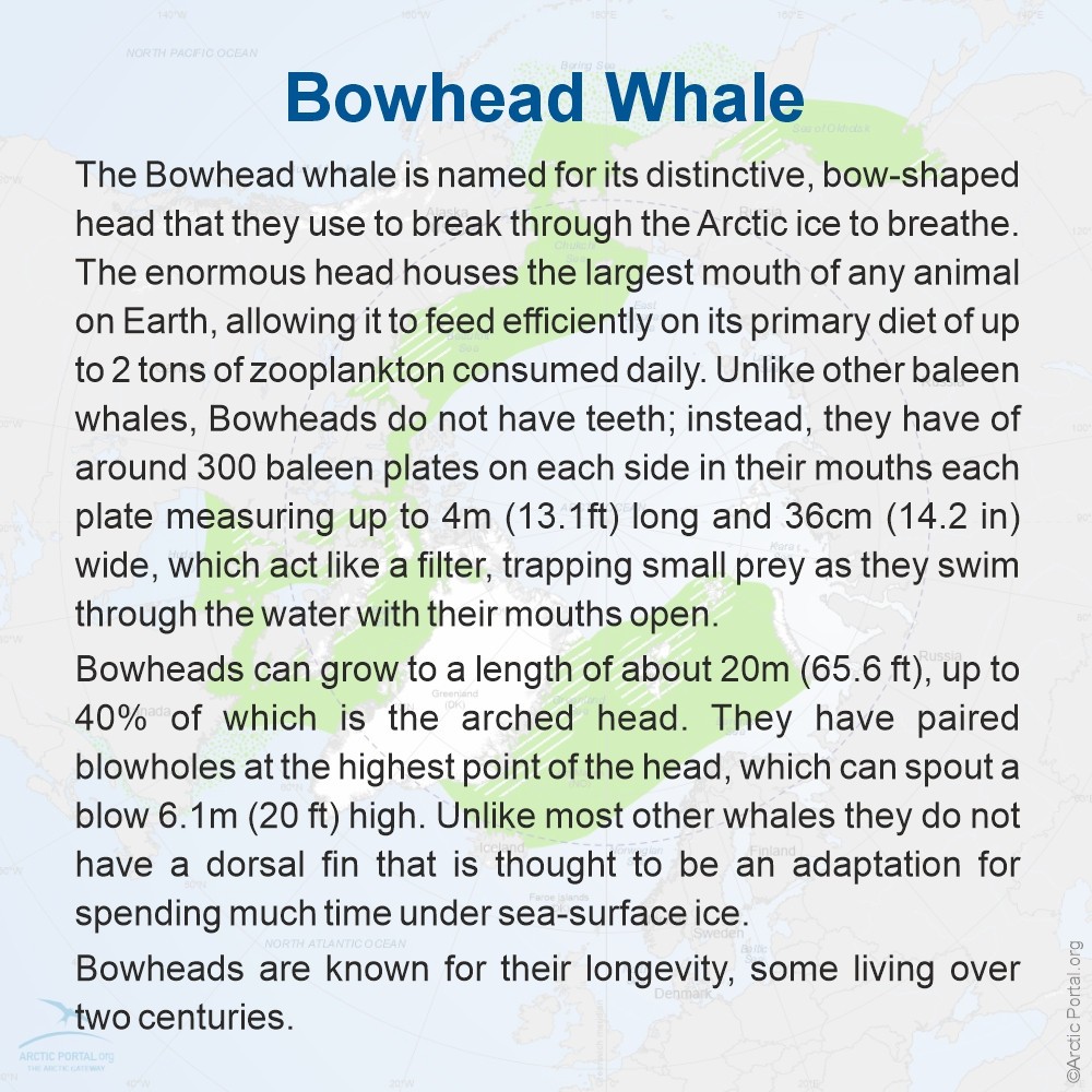 Bowhead Whale general information quick facts