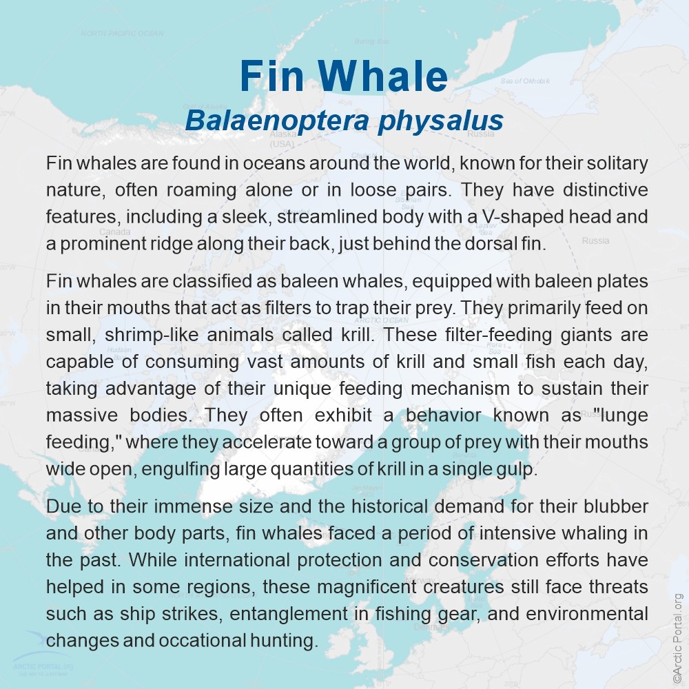 Fin Whale - About