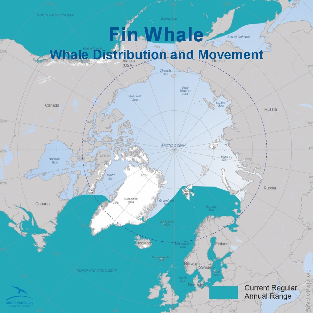 Fin Whale - World Map
