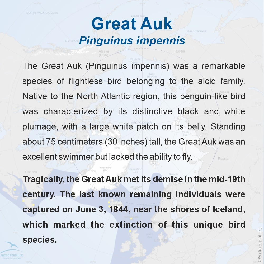 Great Auk - About
