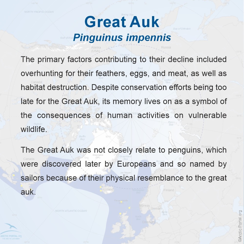 Great Auk - About
