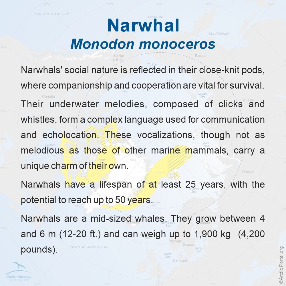 Narwhal - About