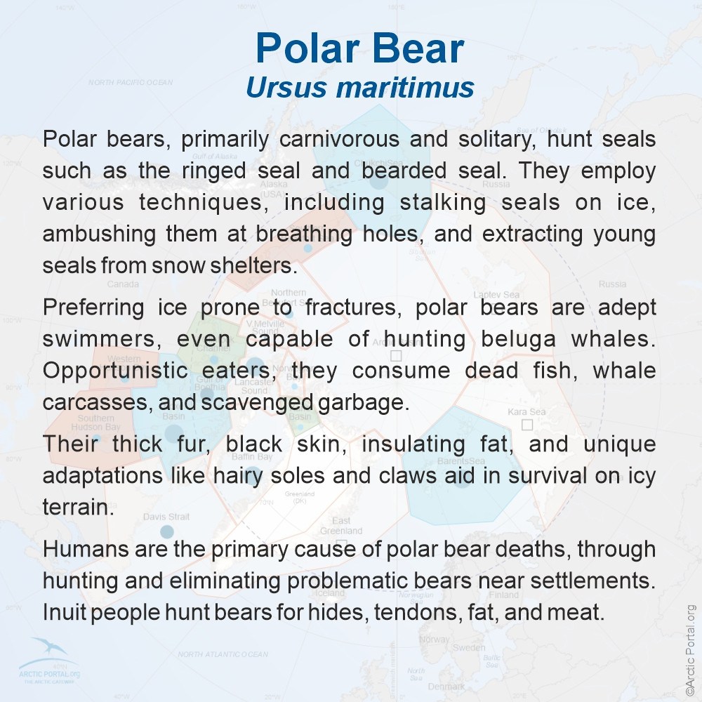 Polar Bear (Ursu maritimus) - About