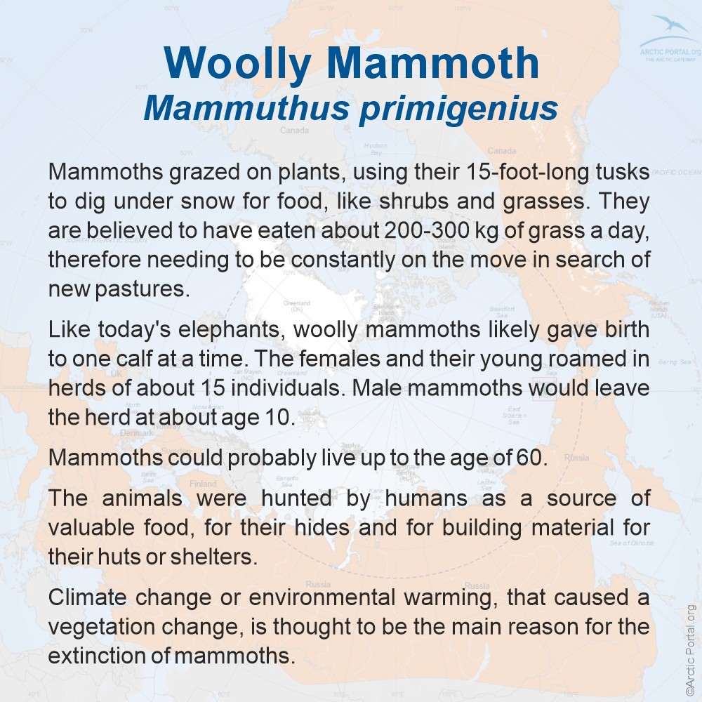 Wolly Mammoth (Mammuthus primigenius) - About