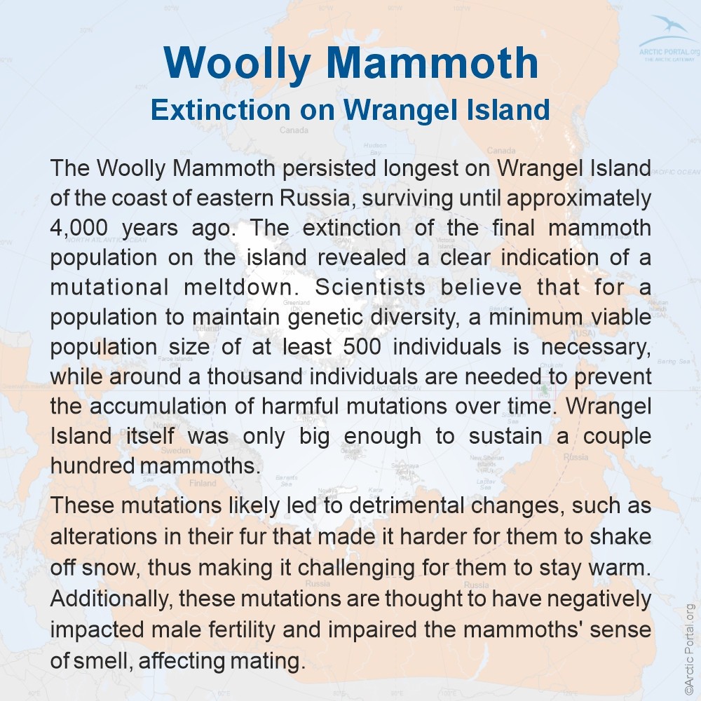 Wolly Mammoth (Mammuthus primigenius) - Extinction