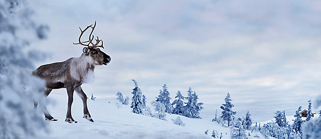 Reindeer