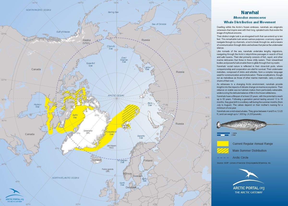 Arctic Portal Map - Narwhal Whale Distribution and Movement