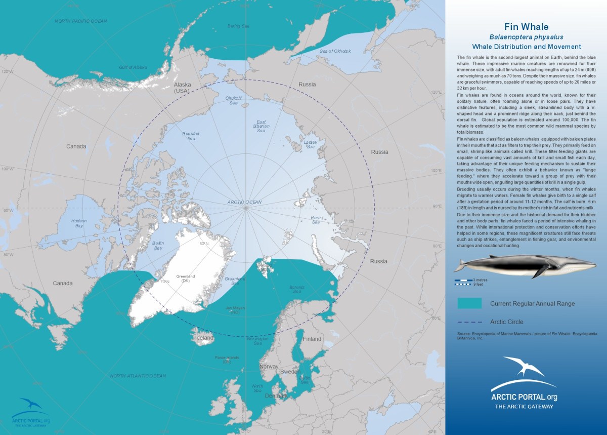 Arctic Portal Map - Fin Whale Distribution and Movement