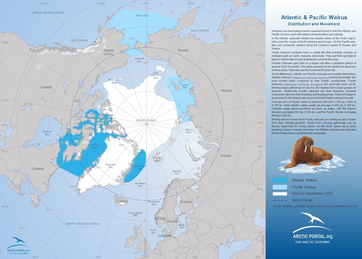 Arctic Portal Map - Atlantic & Pacific Walrus Distribution and Movement