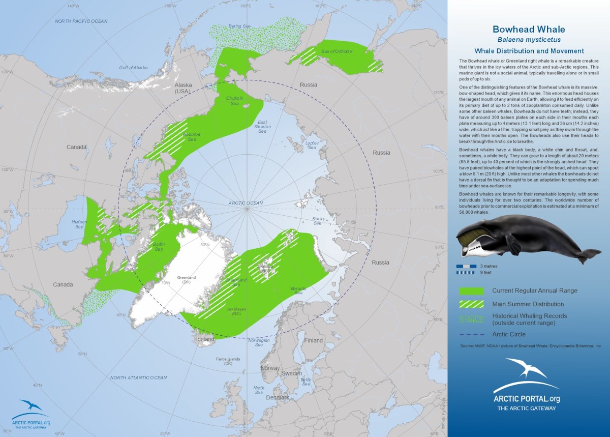 Arctic Portal Map - Bowhead Whale Distribution and Movement