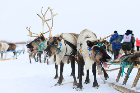 Reindeer herders