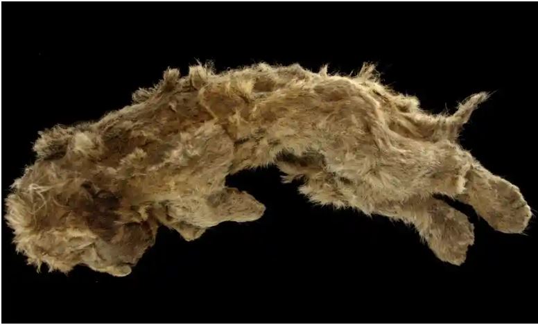 A cave lion cub named Sparta found preserved in Siberias permafrost