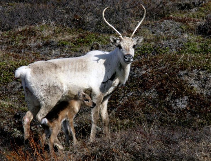 Reindeers in Iceland