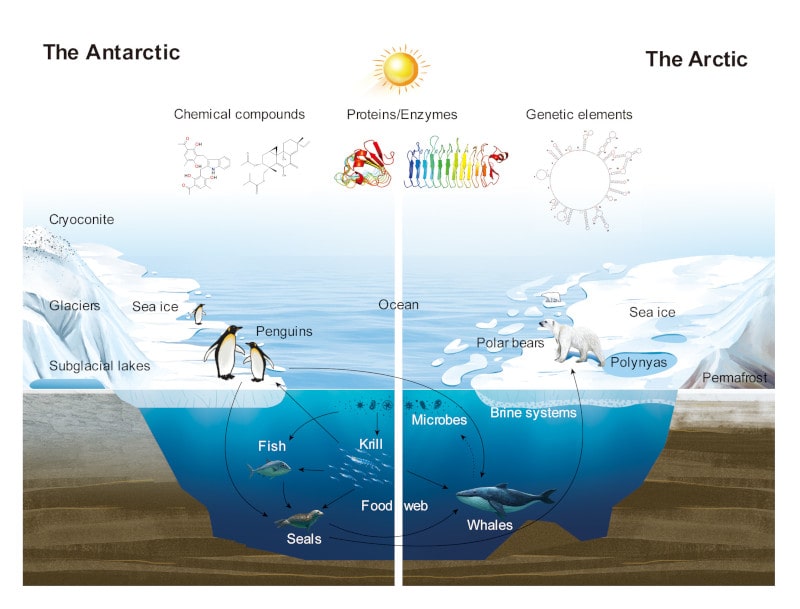 Advances in Polar Science Special Issue graphic