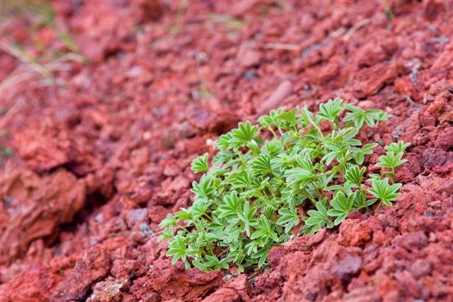 Growing out of the lava