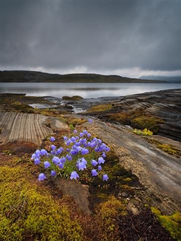 Bluebells