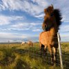 The Icelandic horse