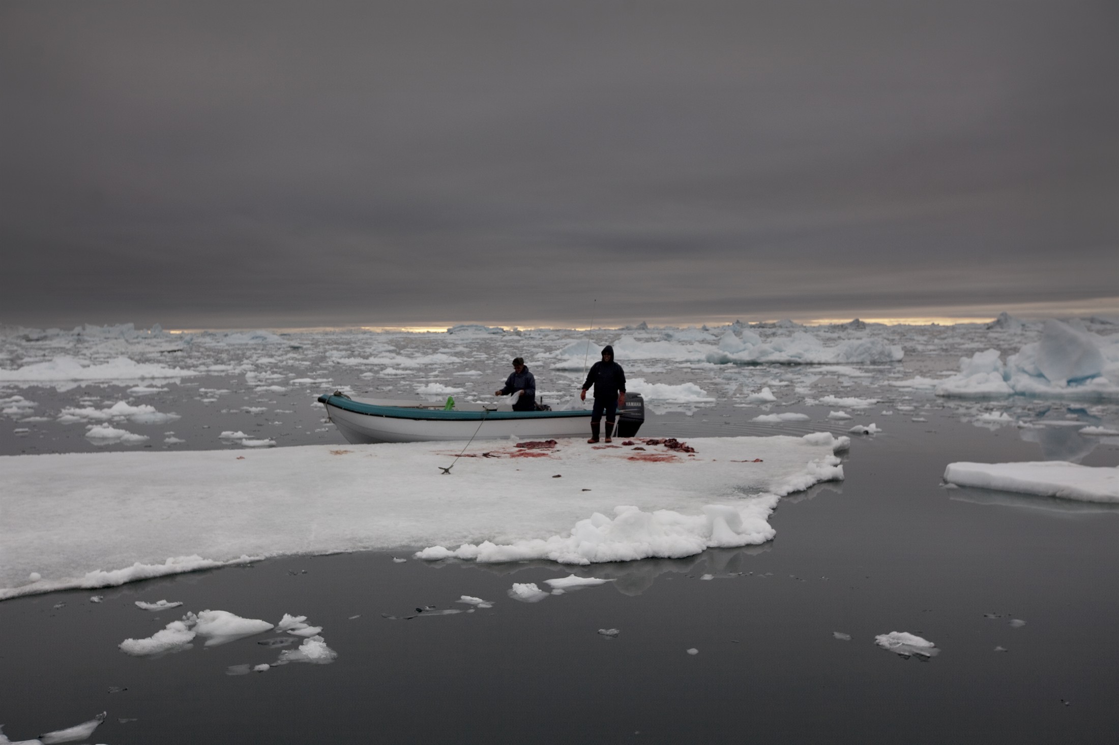 Sealhunting in the arctic