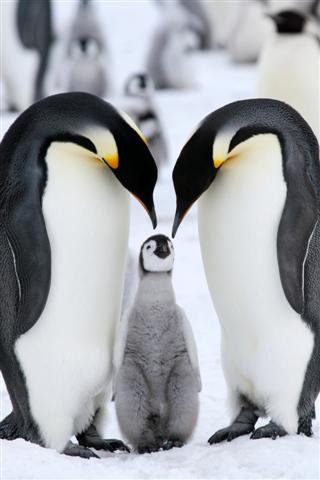 King Penguins in Antarctica