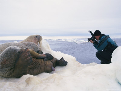 paul-nicklen-photographs-three-atlantic-walruses