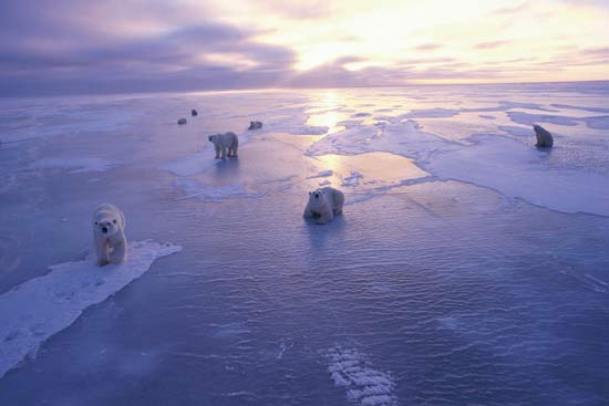 Arctic sea ice polar bears