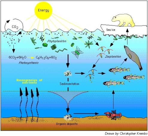 Effects of Arctic Sea Ice Loss on Biodiversity, Weather Patterns and Local Population