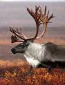 Caribou