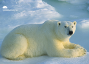polar bear relaxing