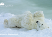 lazy polar bear