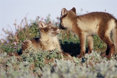 arctic fox alopex lagopus