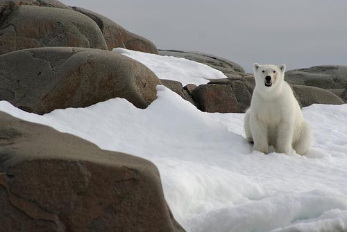 polar-bear-svalbard-norway