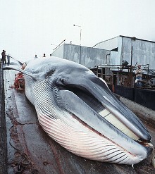 minke-whale-is-dragged-up-ramp