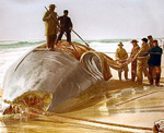 whale processing