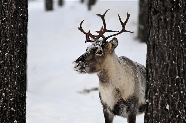 Reindeer in the arctic