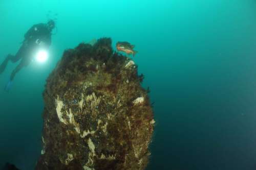 Diving in Eyjafjörður, Iceland