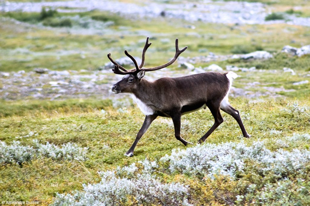 Reindeer in the wild