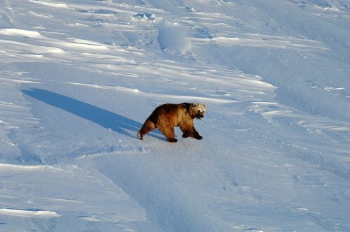 Polar Bear walking in the snow